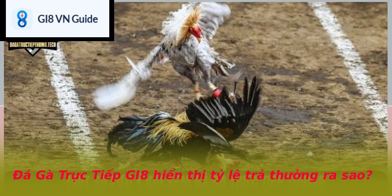 Đá Gà Trực Tiếp GI8 hiển thị tỷ lệ trả thưởng ra sao?