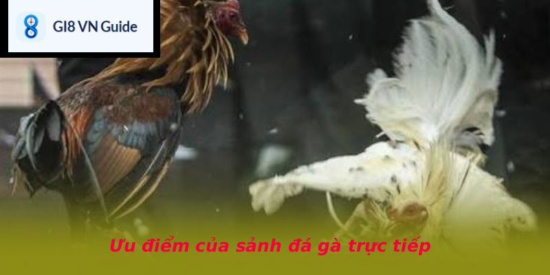 Ưu điểm của sảnh đá gà trực tiếp
