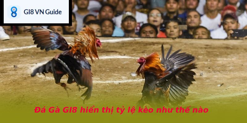 Đá Gà GI8 hiển thị tỷ lệ kèo như thế nào